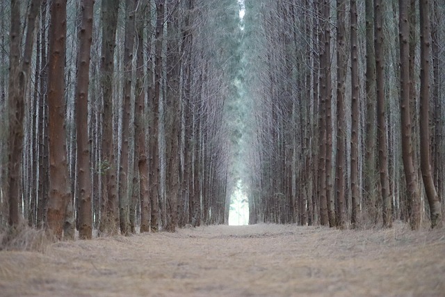 bližnji pogled na travniške bilke in kapljice rose